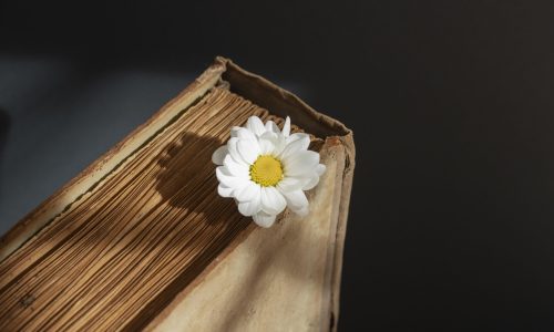 creative-composition-with-books-flower (1)