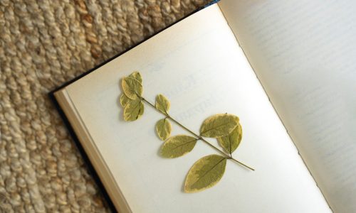flat-lay-open-notebook-plant