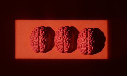 still-life-with-human-brains